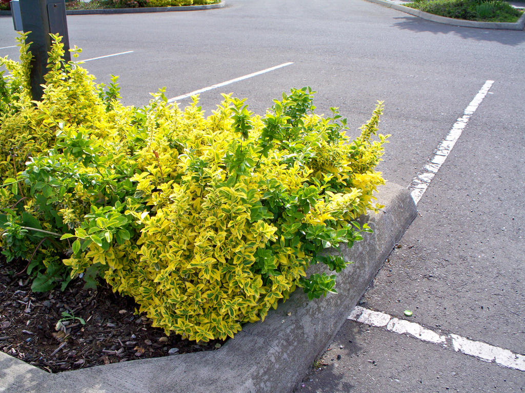 Parking Lot Shrub