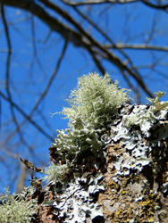 Feathery Lichen