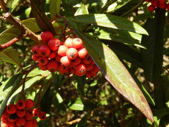 Decorative Berries