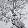 Old olive tree III