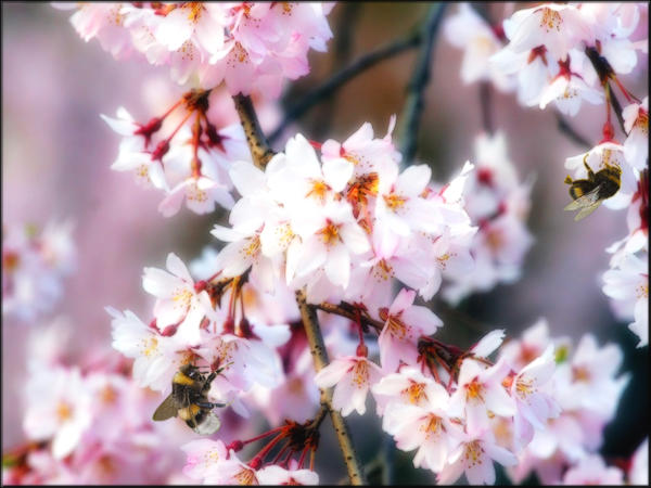 Cherry Blossom Honey