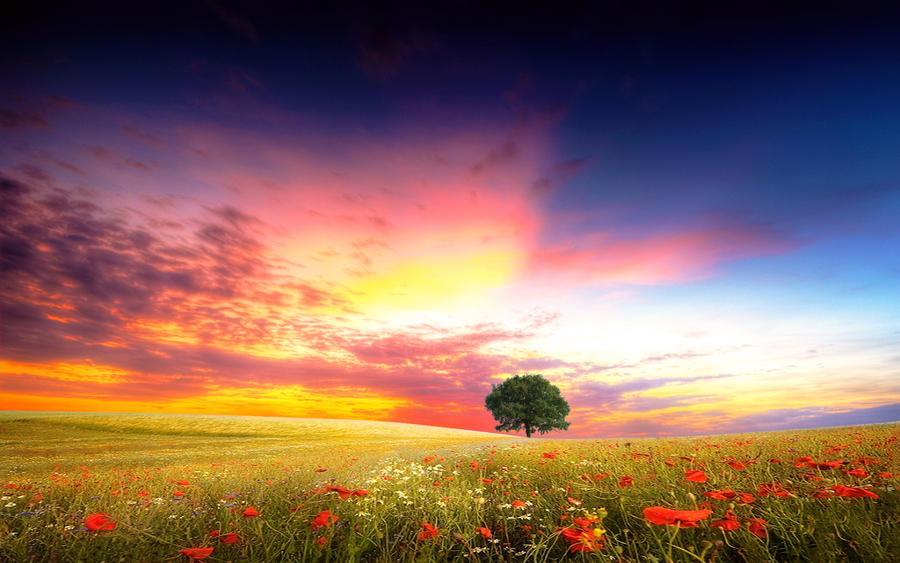 The Poppy Field