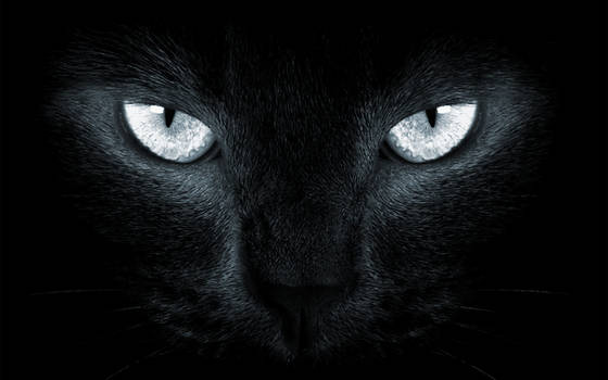 Black Cat White Eyes