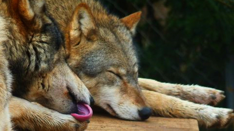 Sleeping Wolves