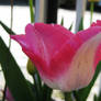 Tulip 12