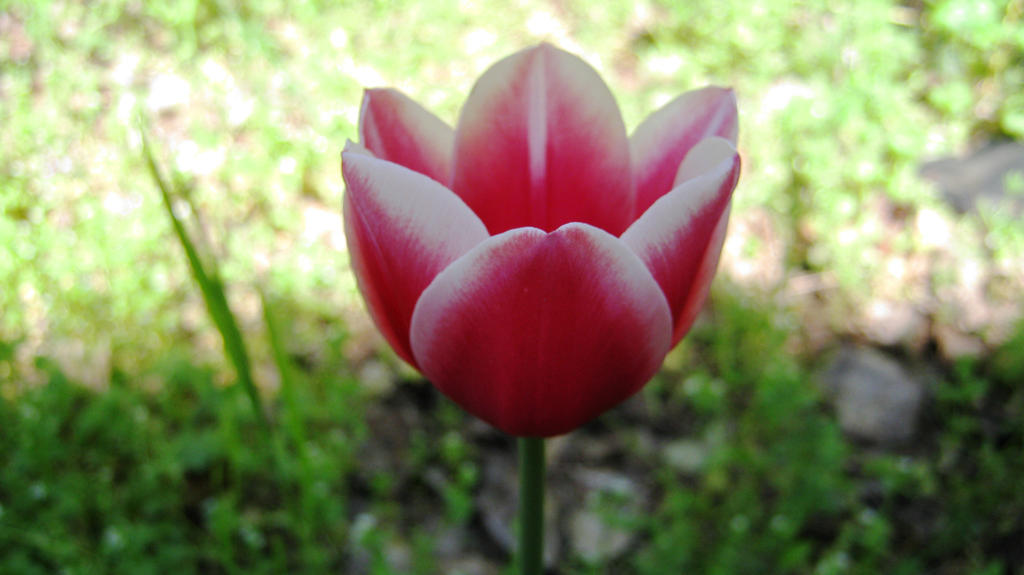 Tulip 7