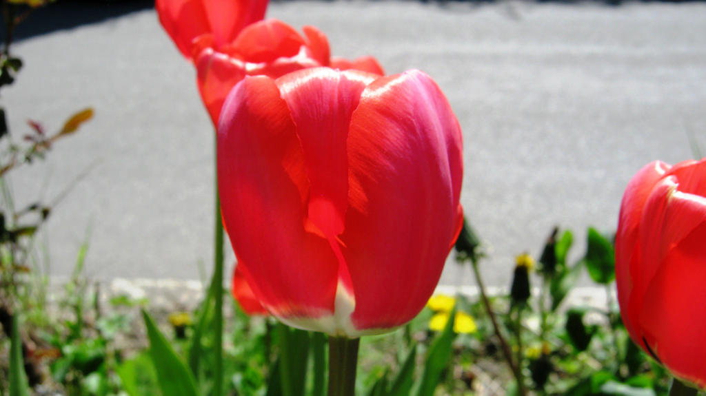 Tulip 3