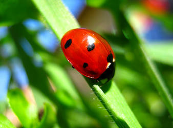 Coccinella septempunctata by Andrei-Azanfirei