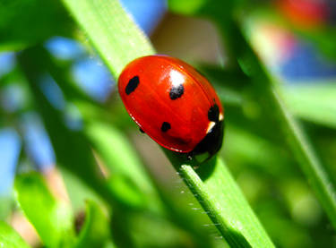 Coccinella septempunctata