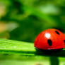 Ladybug