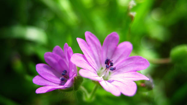 Geranium molle