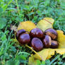 Chestnuts