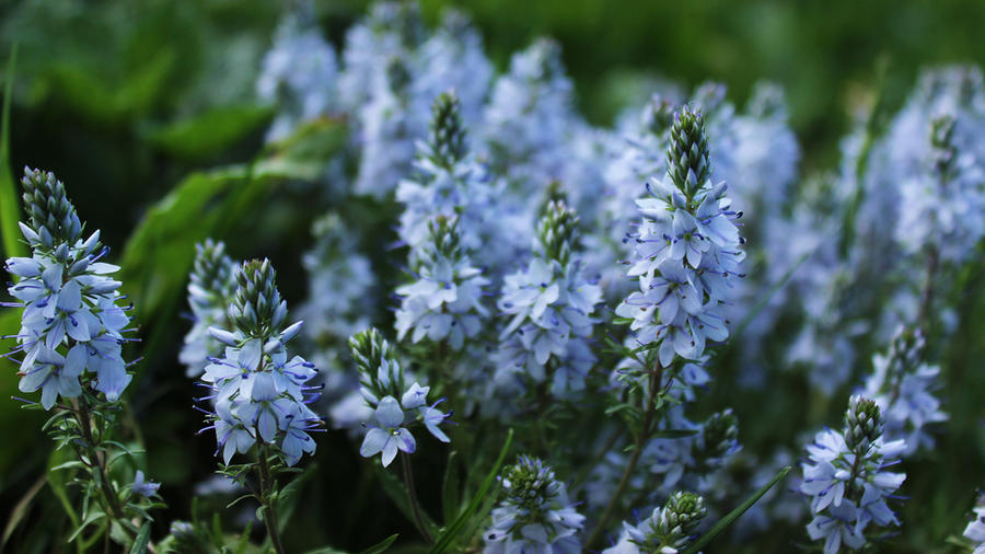 Veronica prostrata