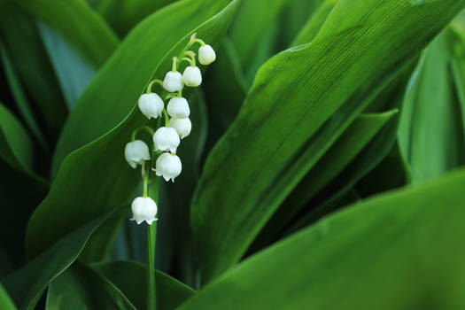 Convallaria majalis