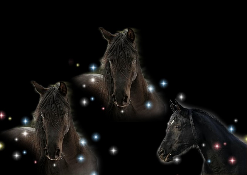 Black horses