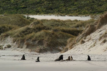 NZ Seals
