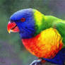 Lorikeet