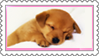 Stamp - Puppy