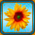 Icon - SunFlower by fmr0