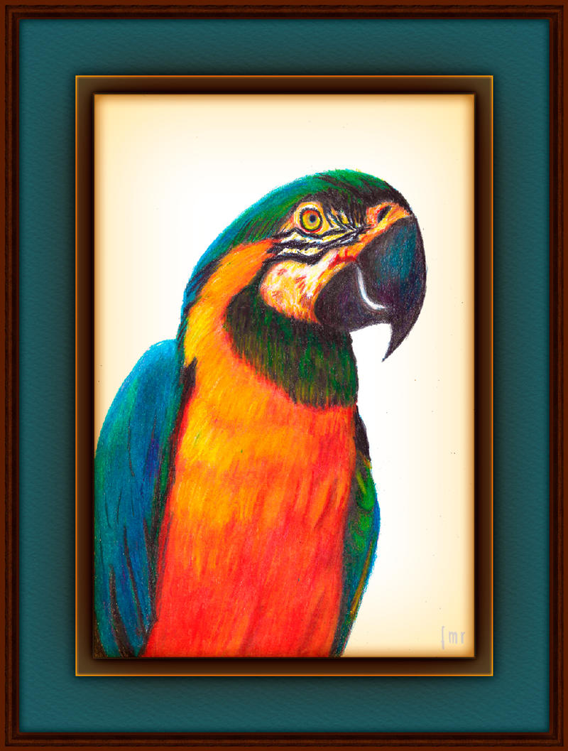 Macaw