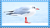 black headed gull stamp
