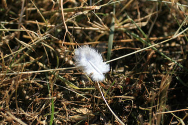 Feather in the Grass