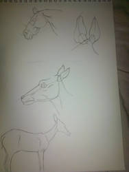 Horse/Fawn Study