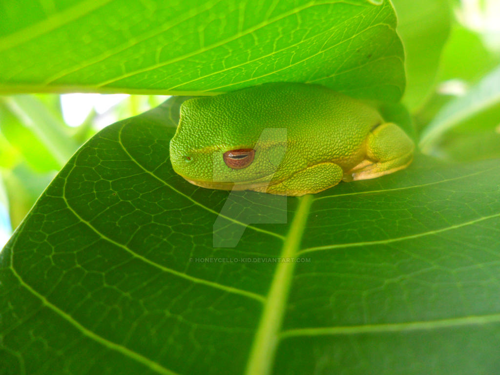 Dainty Green Tree Frog