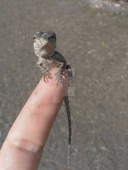 Miniature Dragon