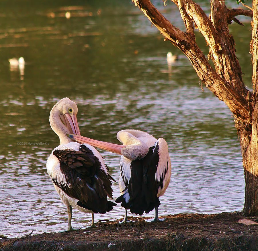 Pelican Love