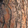 Texture, Treebark 3