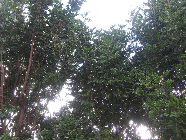 Tree Dro Texture, Tree 1 by Raindrop-of-Light on DeviantArt