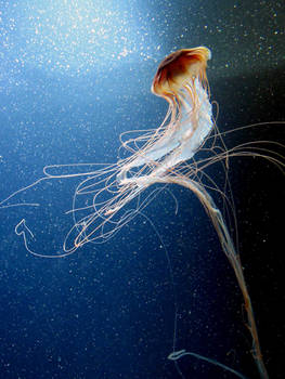 Jellyfish 2