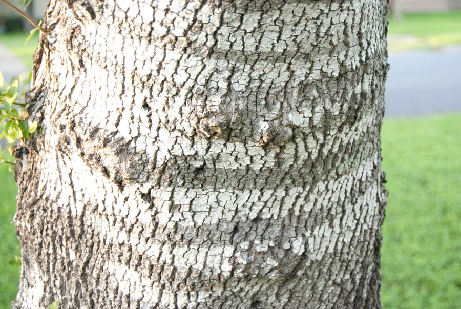 Tree Bark 01