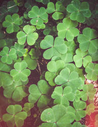 Shamrocks