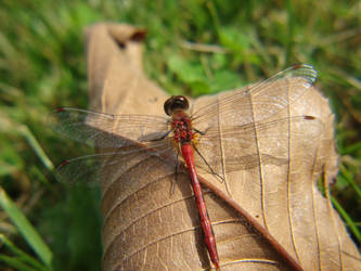 Awesome Dragonfly
