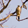 10057 Peregrine Falcon