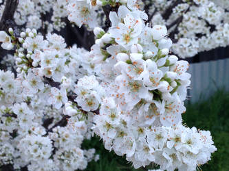 Flowers at the backyard