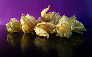 physalis