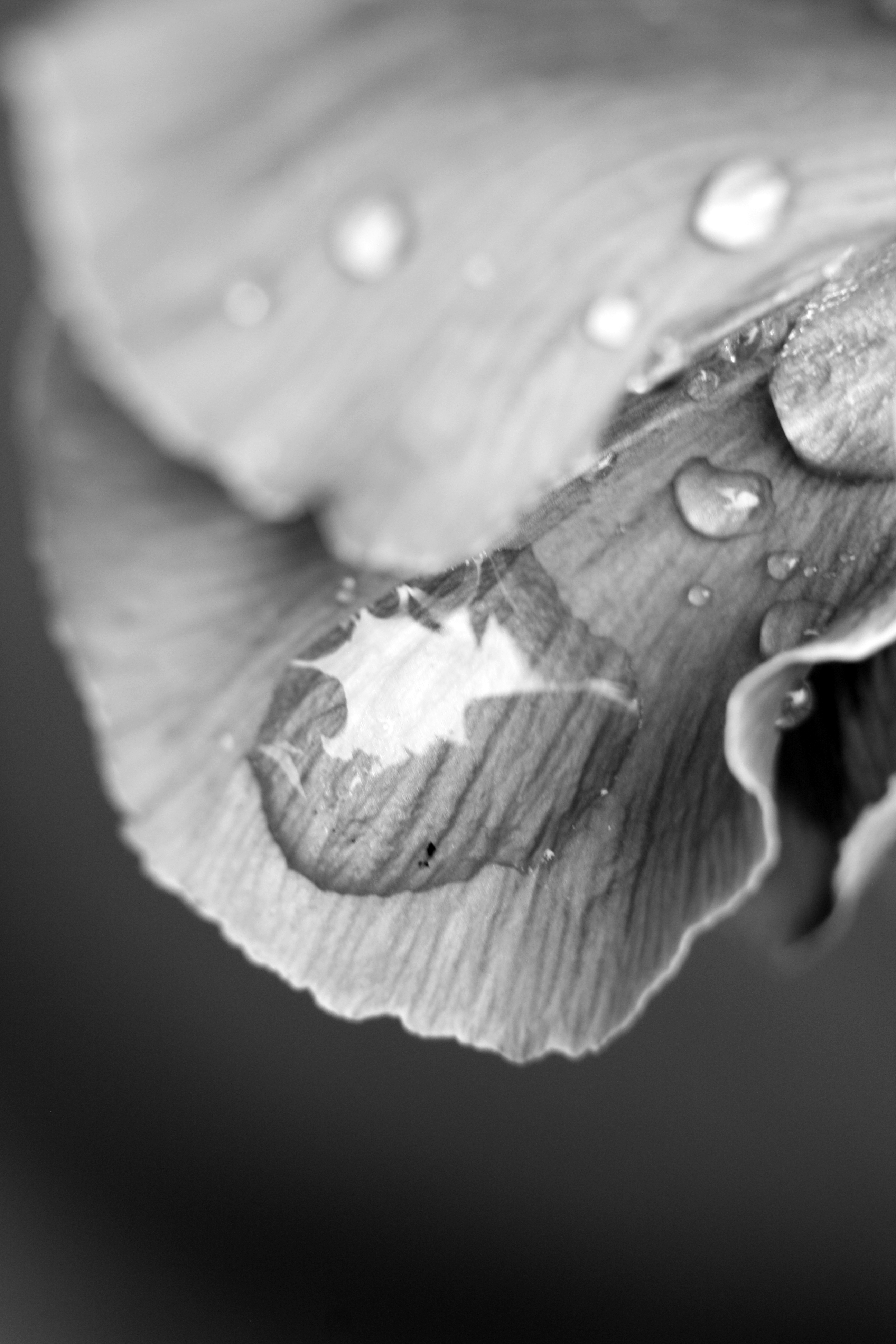 Water Droplet 9