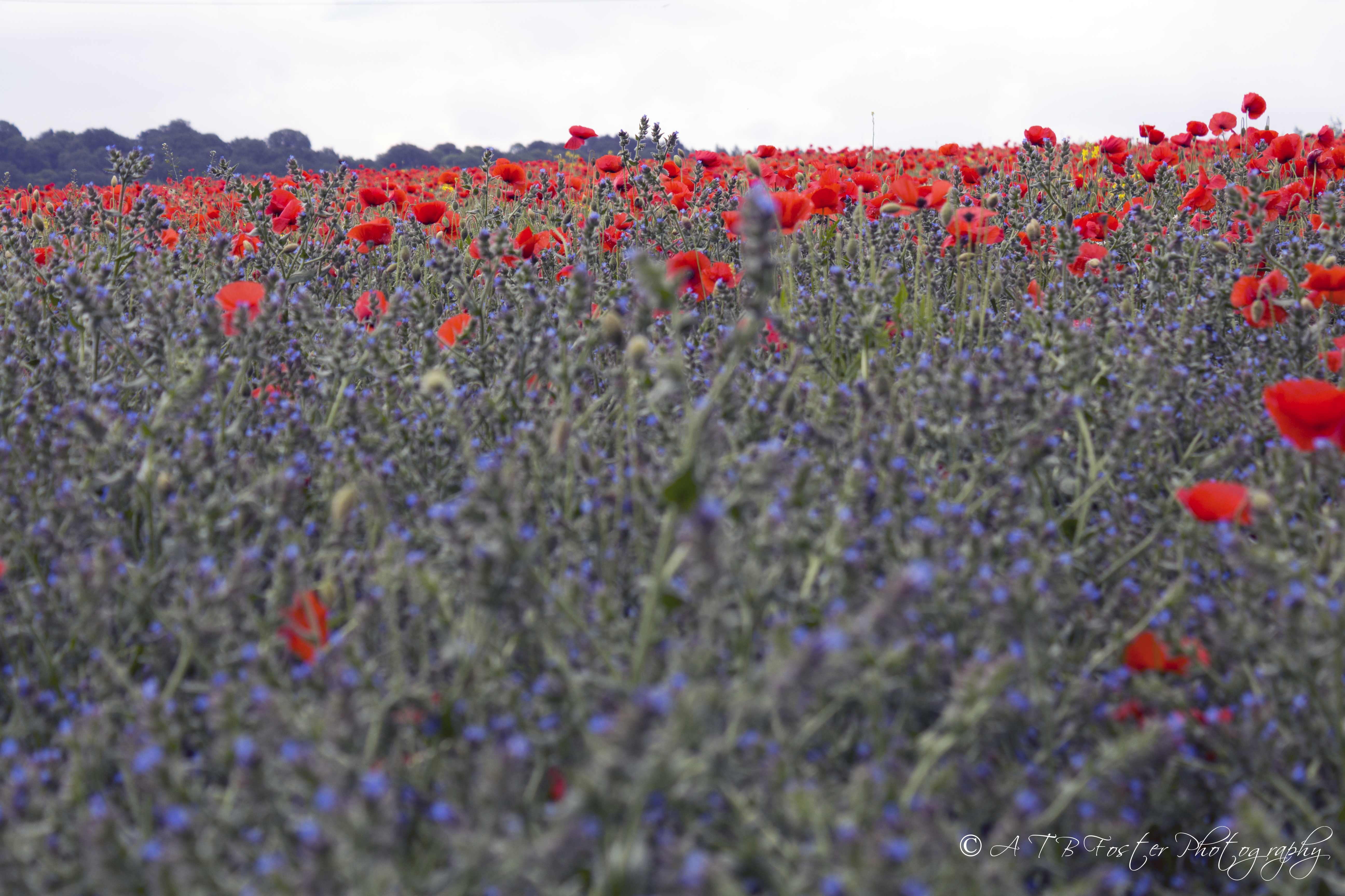 Poppy Field 1