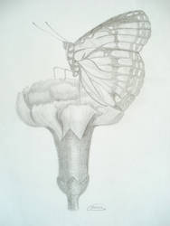 Butterfly-Pencil