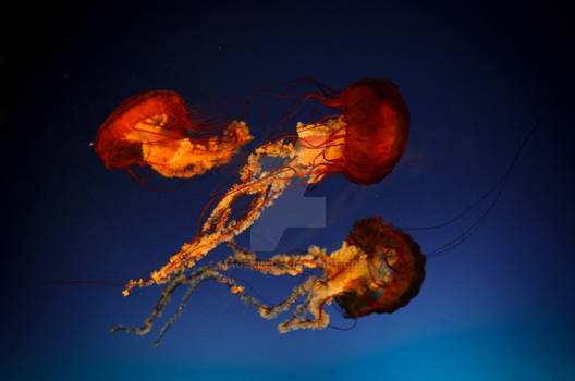 Medusozoa Trio