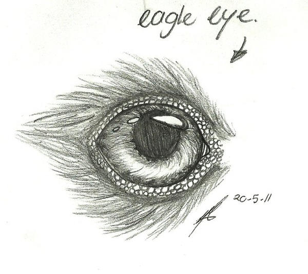 eye study - eagle