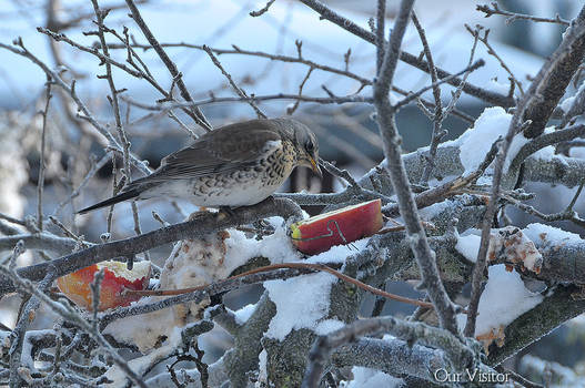 Our winter Visitor