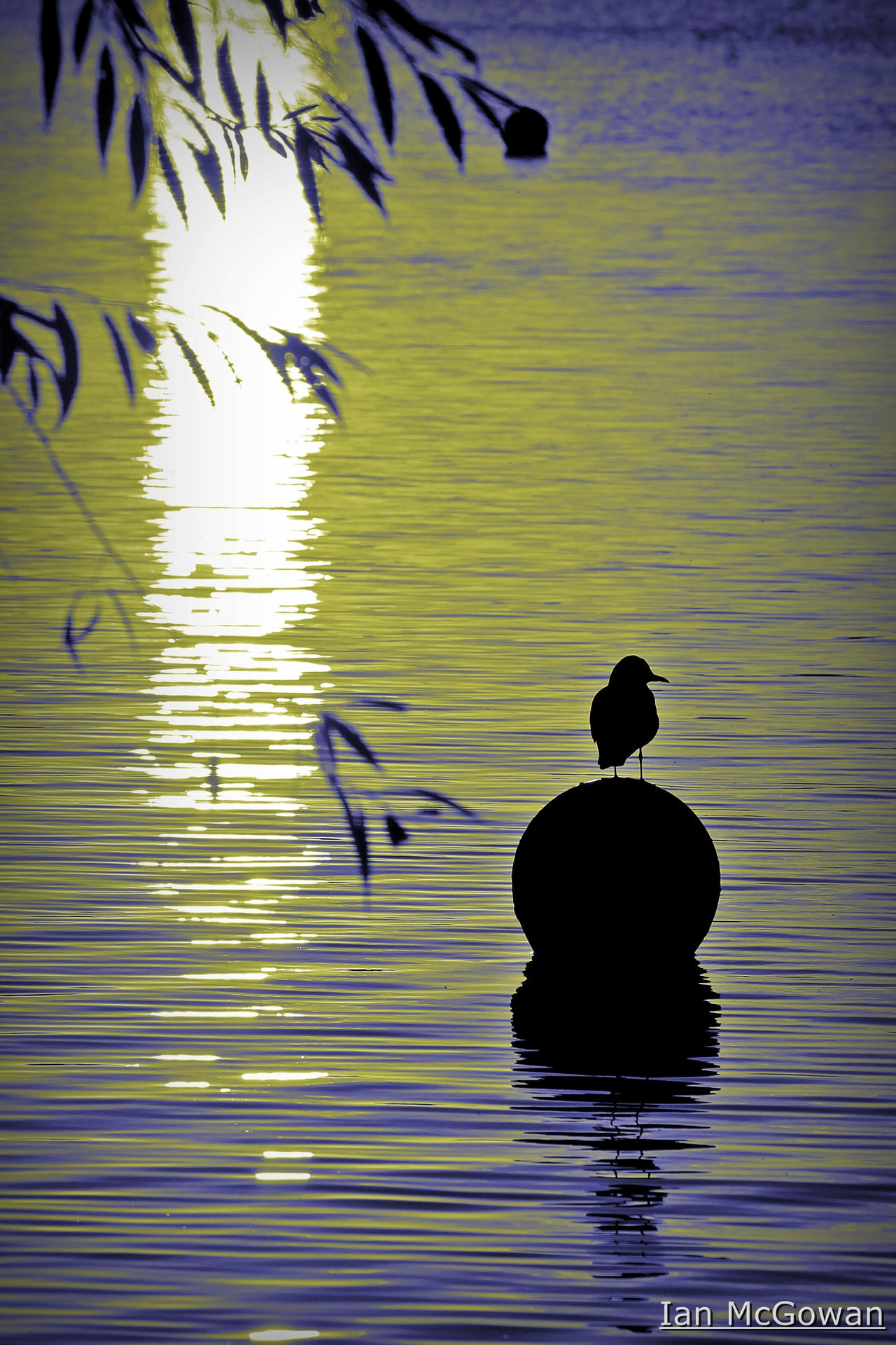 Sunset watcher .