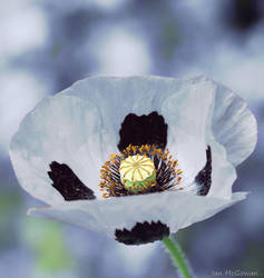 Poppy .