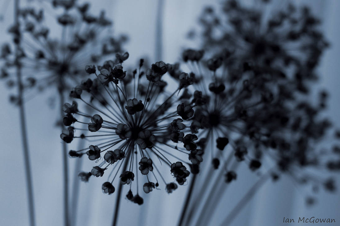 Allium seed head . by 999999999a