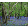 Bluebell magic .