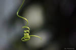 Sweet curl . by 999999999a